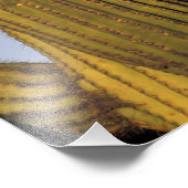 NA, USA, Arizona, Tucson Große Hornkeule Fotodruck (Ecke)