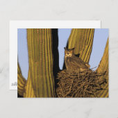 NA, USA, Arizona, Tucson Große Hornkeule Postkarte (Vorne/Hinten)