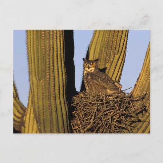 NA, USA, Arizona, Tucson Große Hornkeule Postkarte (Vorderseite)