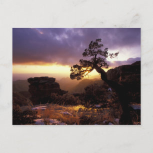 NA, USA, Arizona, Tucson, Sunset und allein Postkarte