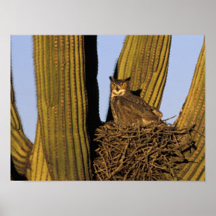 NA, USA, Arizona, Tucson. Virginia-Uhu Poster