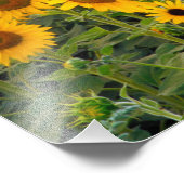 Na, USA, Colorado, Sonnenblumen Fotodruck (Ecke)