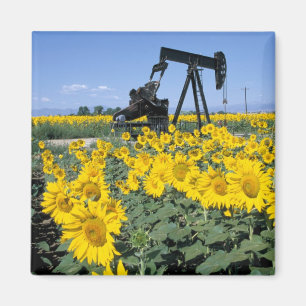 Na, USA, Colorado, Sonnenblumen, Ölbohrturm Magnet