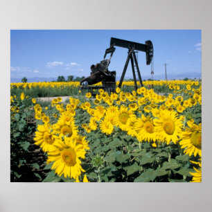 Na, USA, Colorado, Sonnenblumen, Ölbohrturm Poster