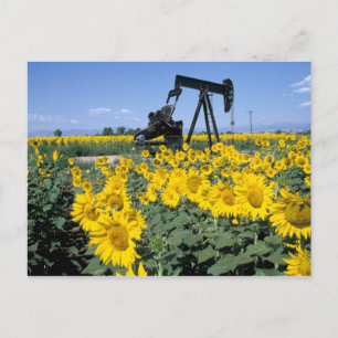 Na, USA, Colorado, Sonnenblumen, Ölbohrturm Postkarte