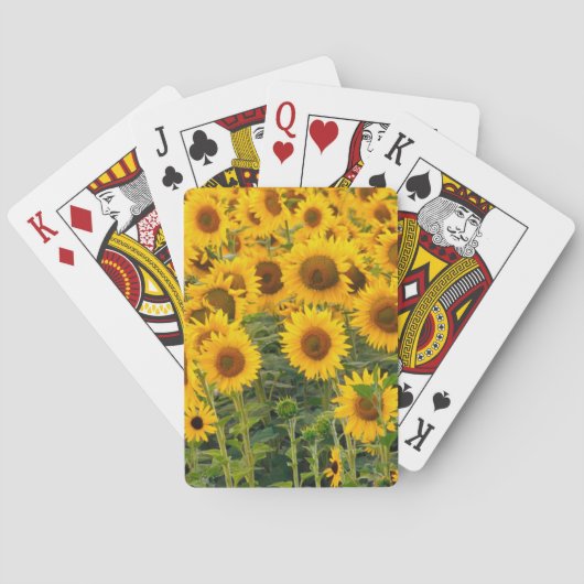 Na, USA, Colorado, Sonnenblumen Spielkarten (Rückseite)
