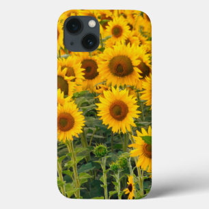 Na, USA, Colorado, Sunflowers Case-Mate iPhone Hülle