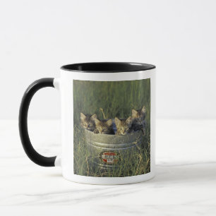 NA, USA, Florida, ländliches Florida. Acht Wochen Tasse