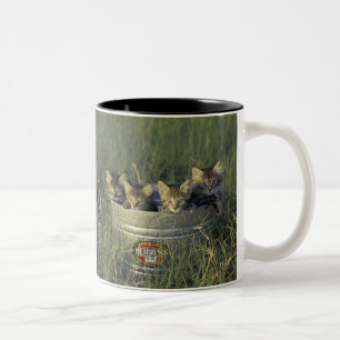 NA, USA, Florida, ländliches Florida. Acht Wochen Zweifarbige Tasse