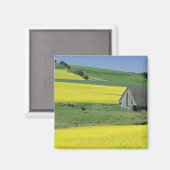 NA, USA, Idaho, in der Nähe von Potriech, Canola u Magnet (Vorderseite/Rückseite)