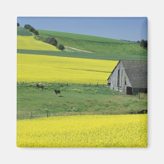 NA, USA, Idaho, in der Nähe von Potriech, Canola u Magnet (Vorne)