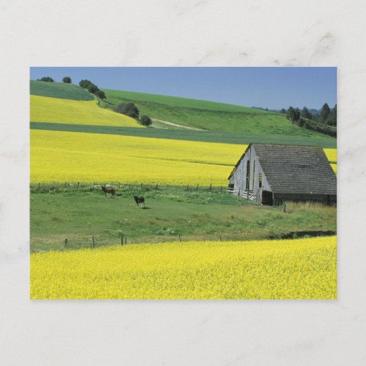 Na, USA, Idaho, nahe Potlatch, Canola und altem Postkarte (Vorderseite)