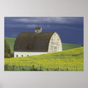 Na, USA, Idaho, südlich Genesse, Canola Feld Poster