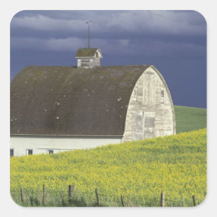 NA, USA, Idaho, südlich von Genesse, Rapsfeld Quadratischer Aufkleber