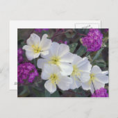 NA, USA, Kalifornien, Anza Borrego Desert Staat Postkarte (Vorne/Hinten)