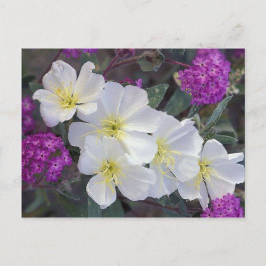 NA, USA, Kalifornien, Anza Borrego Desert Staat Postkarte (Vorderseite)