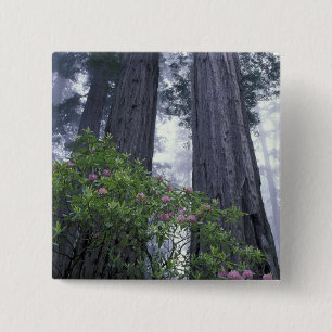 NA, USA, Kalifornien. Del Norte Coast Staat Park.2 Button