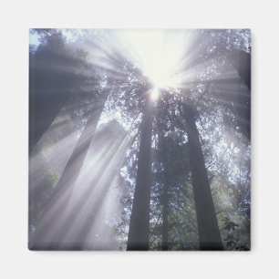 NA, USA, Kalifornien. Del Norte Coast State 2 Magnet