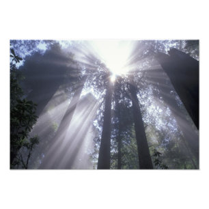 NA, USA, Kalifornien. Del Norte Coast State Fotodruck