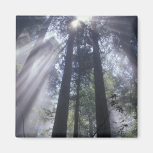 NA, USA, Kalifornien. Del Norte Coast State Magnet