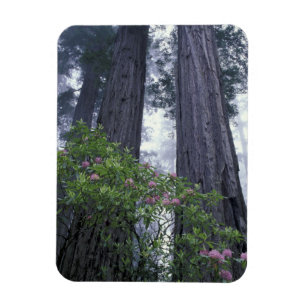 NA, USA, Kalifornien. Del Norte Coast State Park. Magnet