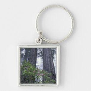 NA, USA, Kalifornien. Del Norte Coast State Park. Schlüsselanhänger