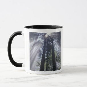 NA, USA, Kalifornien. Del Norte Coast State Tasse