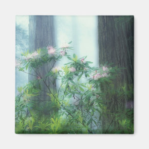 NA, USA, Kalifornien, Del Norte Redwoods Staat Magnet
