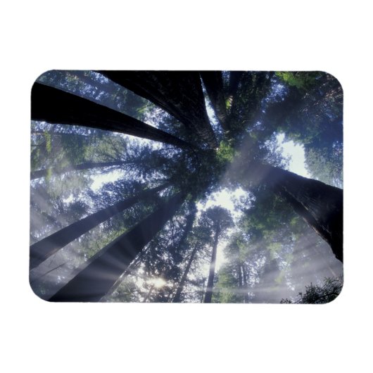 NA, USA, Kalifornien, Del Norte Redwoods Staat Magnet (Horizontal)