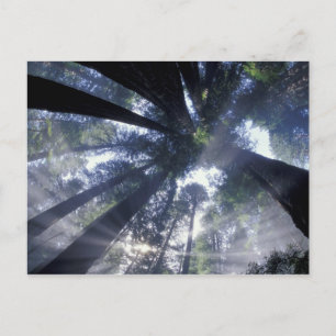 NA, USA, Kalifornien, Del Norte Redwoods Staat Postkarte