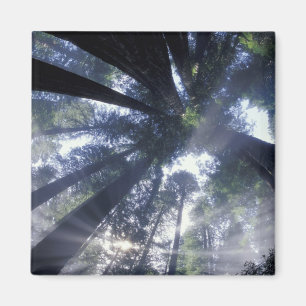 NA, USA, Kalifornien, Del Norte Redwoods State Magnet