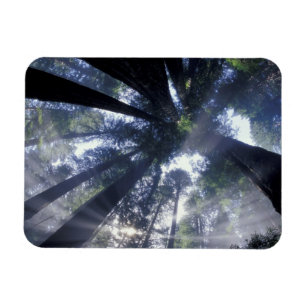 NA, USA, Kalifornien, Del Norte Redwoods State Magnet