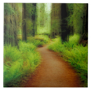 NA, USA, Kalifornien, Jedediah Smith Redwoods Fliese