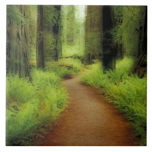 NA, USA, Kalifornien, Jedediah Smith Redwoods Fliese (Vorderseite)