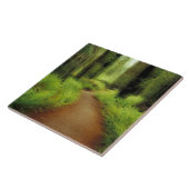 NA, USA, Kalifornien, Jedediah Smith Redwoods Fliese (Seite)