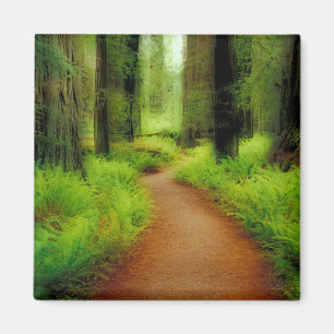 NA, USA, Kalifornien, Jedediah Smith Redwoods Magnet