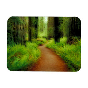 NA, USA, Kalifornien, Jedediah Smith Redwoods Magnet