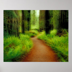 NA, USA, Kalifornien, Jedediah Smith Redwoods Poster