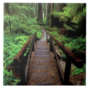 NA, USA, Kalifornien, Jedidiah Smith Redwoods Fliese