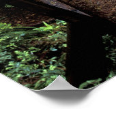 NA, USA, Kalifornien, Jedidiah Smith Redwoods Poster (Ecke)
