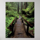 NA, USA, Kalifornien, Jedidiah Smith Redwoods Poster (Vorne)