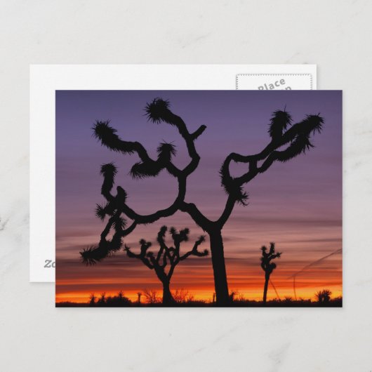 NA, USA, Kalifornien. Joshua Tree National Postkarte (Vorne/Hinten)