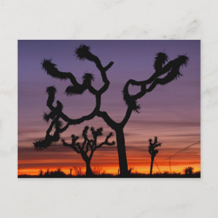 NA, USA, Kalifornien. Joshua-Tree-Nationalpark Postkarte