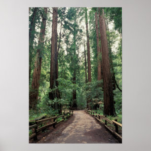 NA, USA, Kalifornien, Landkreis Marin, Muir Woods Poster