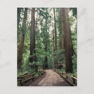 NA, USA, Kalifornien, Marin County, Muir Woods Postkarte