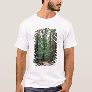 NA, USA, Kalifornien, Marin Landkreis, Muir Woods T-Shirt