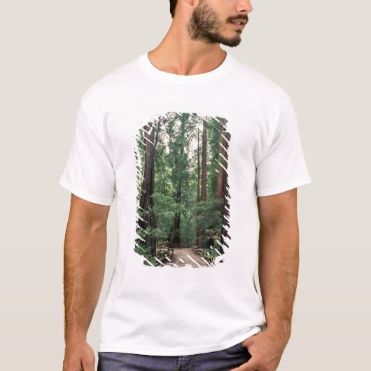 NA, USA, Kalifornien, Marin Landkreis, Muir Woods T-Shirt (Vorderseite)
