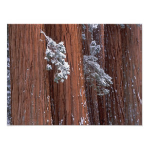 NA, USA, Kalifornien. Sequoia-Nationalpark. 2 Fotodruck