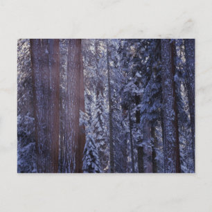 NA, USA, Kalifornien. Sequoia-Nationalpark 2 Postkarte