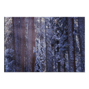 NA, USA, Kalifornien. Sequoia-Nationalpark. Fotodruck